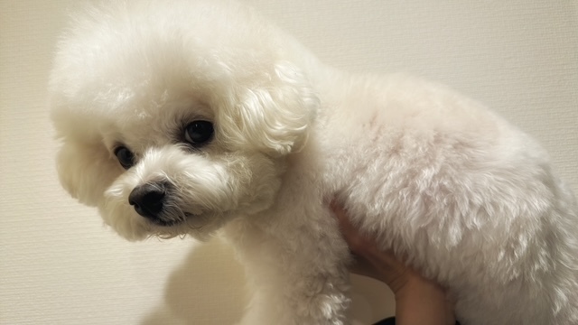 襪子狗